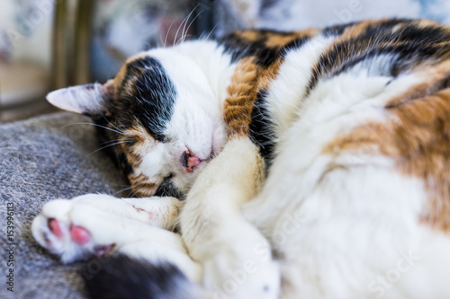 Macro closeup of calico cat sleeping lying curled up in chair with tail around body and shedding hair © Kristina Blokhin
