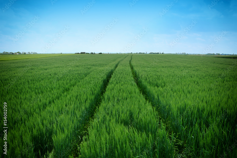 green wheat field