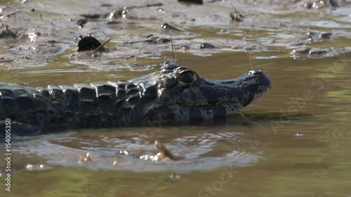 Yacare caiman swims away,  close-up