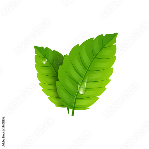 Fresh mint leaf. Vector menthol healthy aroma. Herbal nature plant. Spearmint green leafs