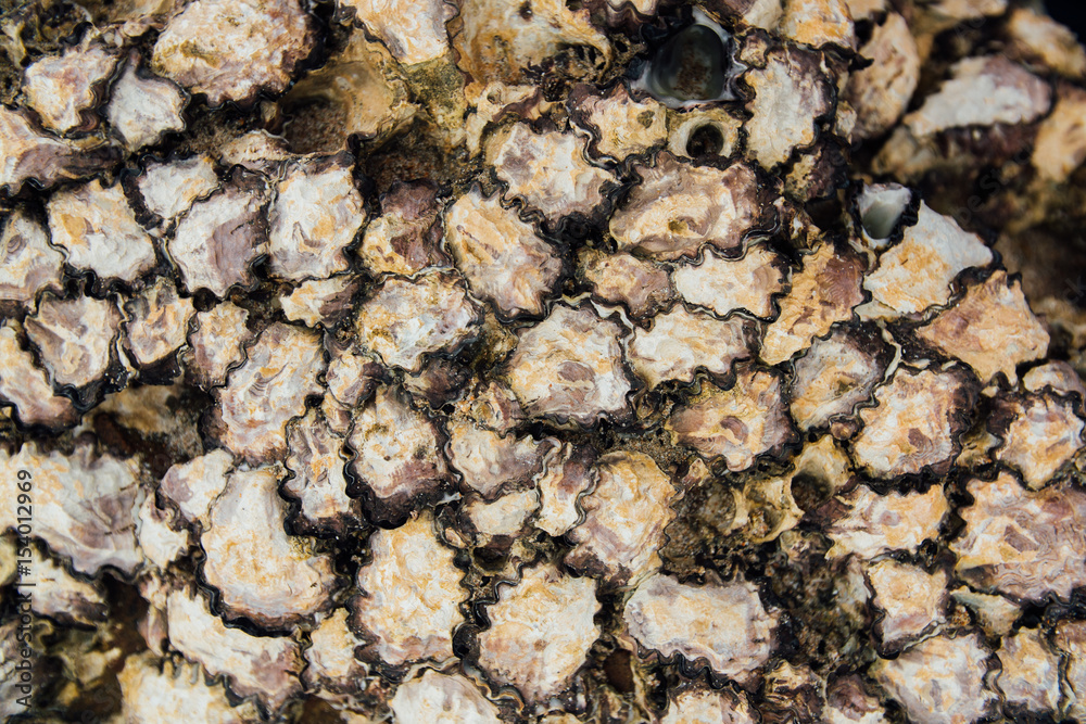 Texture shell shellfish. Background shell mollusks on beach in closed shells