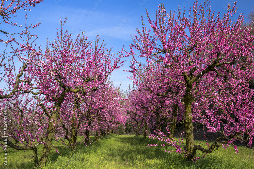 Peach trees filled with pink flowers in a garden Peach trees filled with pink flowers in a garden