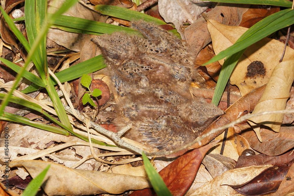 Two babies birds common nighthawk, Chordeiles minor, in nest on the ground, Central America, Costa Rica Two babies birds common nighthawk, Chordeiles minor, in nest on the ground, Central America, Costa Rica