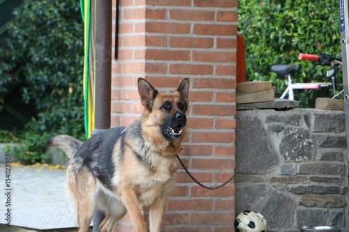 CANE PASTORE TEDESCO
