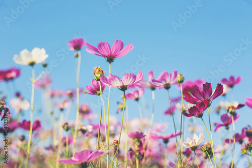 Pink and red cosmos flowers garden and soft focus © chaunpis