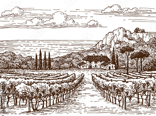 Hand drawn vineyard landscape.