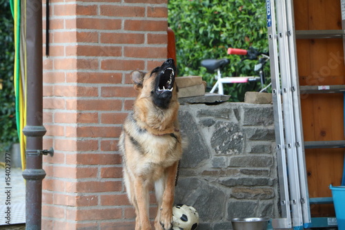 CANE PASTORE TEDESCO