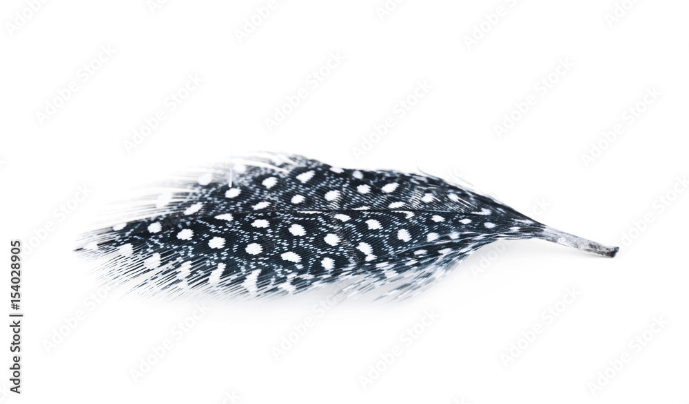 Decorational feather isolated Decorational feather isolated
