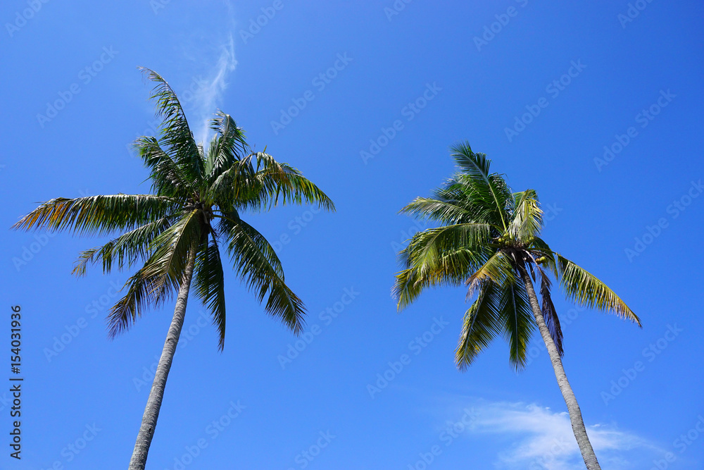 Obraz premium Coconut Tree with blue sky background. 