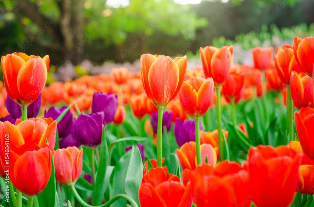 Fototapeta premium Colourful fresh tulip in flower garden