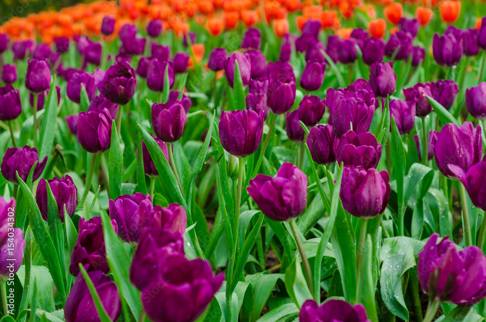 Colourful fresh tulip in  flower garden