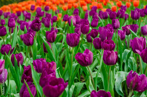 Colourful fresh tulip in  flower garden © themorningglory