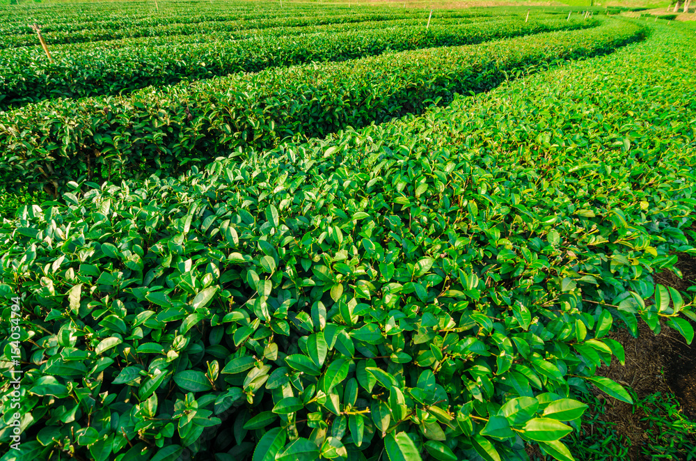 Agricultural tea plantation farm Agricultural tea plantation farm