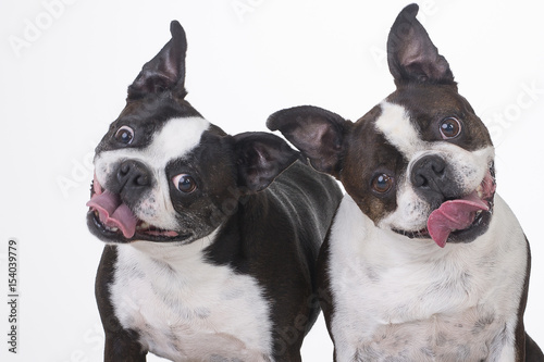pair of Boston Terriers