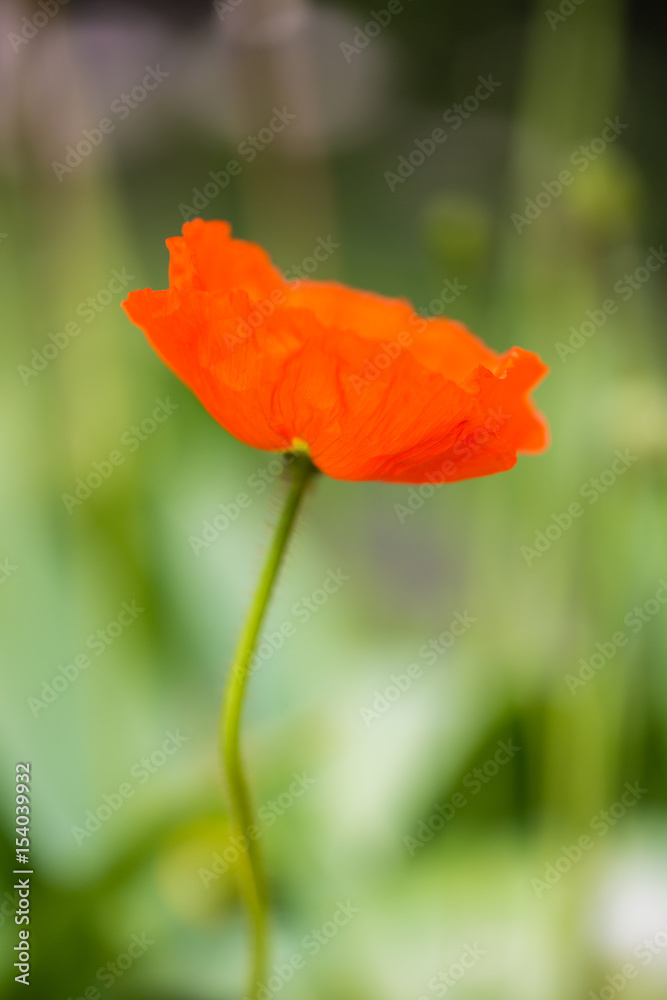 Papaver rhoeas - coquelicot Papaver rhoeas - coquelicot