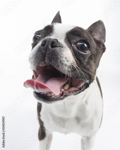 Boston Terrier
