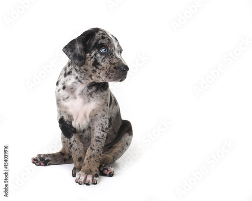 Catahoula Puppy