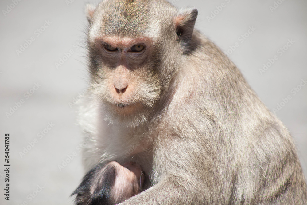 Fototapeta premium 可愛いサル