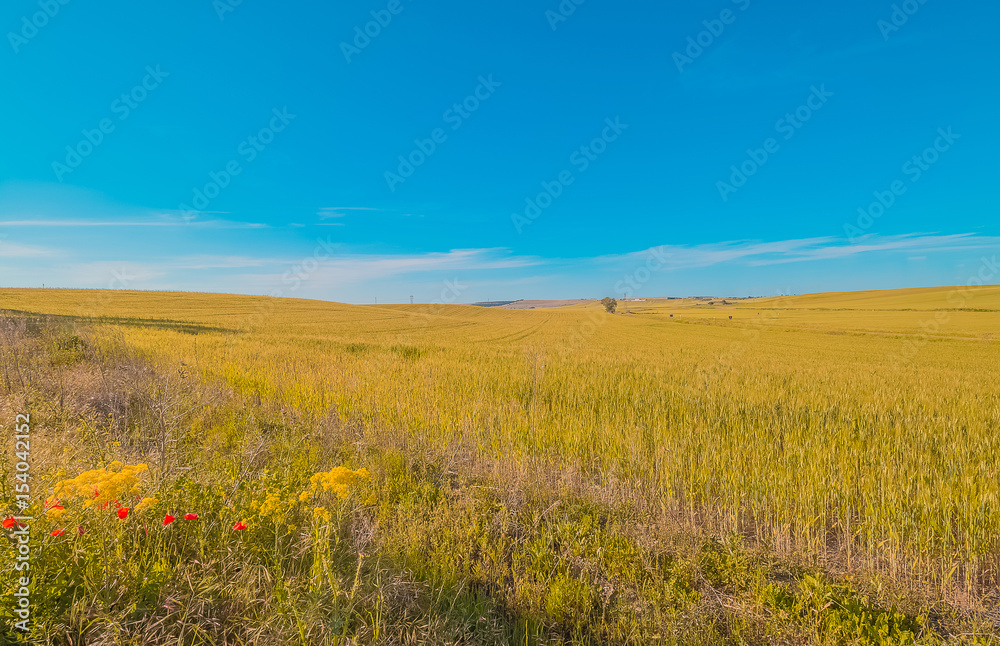 green grass field landscape under blue sky in spring with clouds in the background