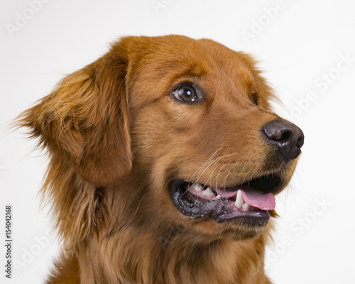 Dog Portrait