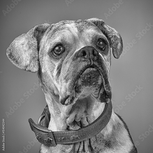Boxer