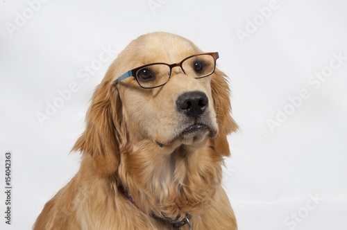 Golden Retriever Puppy Wearing Glasses