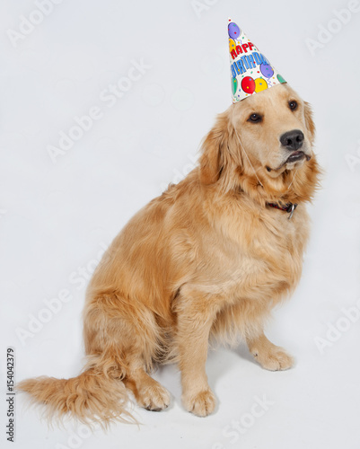 Golden Retriever Birthday Puppy © Shelley