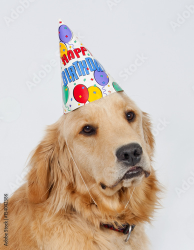 Canvas Print Golden Retriever Birthday Puppy
