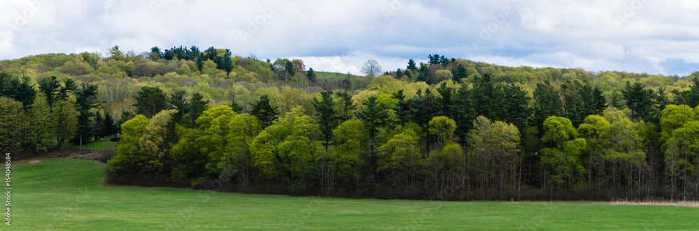 banner picture of greenery: the many shades of green in the woods in early spring 
