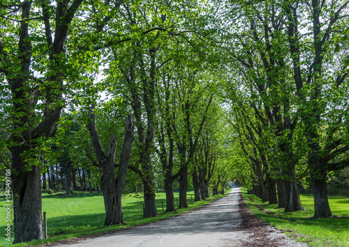 Fototapeta Naklejka Na Ścianę i Meble -  huge old trees lining country road
