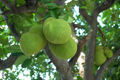 Jackfruit hanging on tree. photo