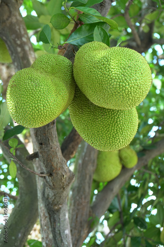 Jackfruit hanging on tree.