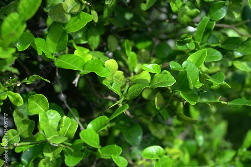 Lime leaves , lemon , green leaves , lime leaves are on the trees