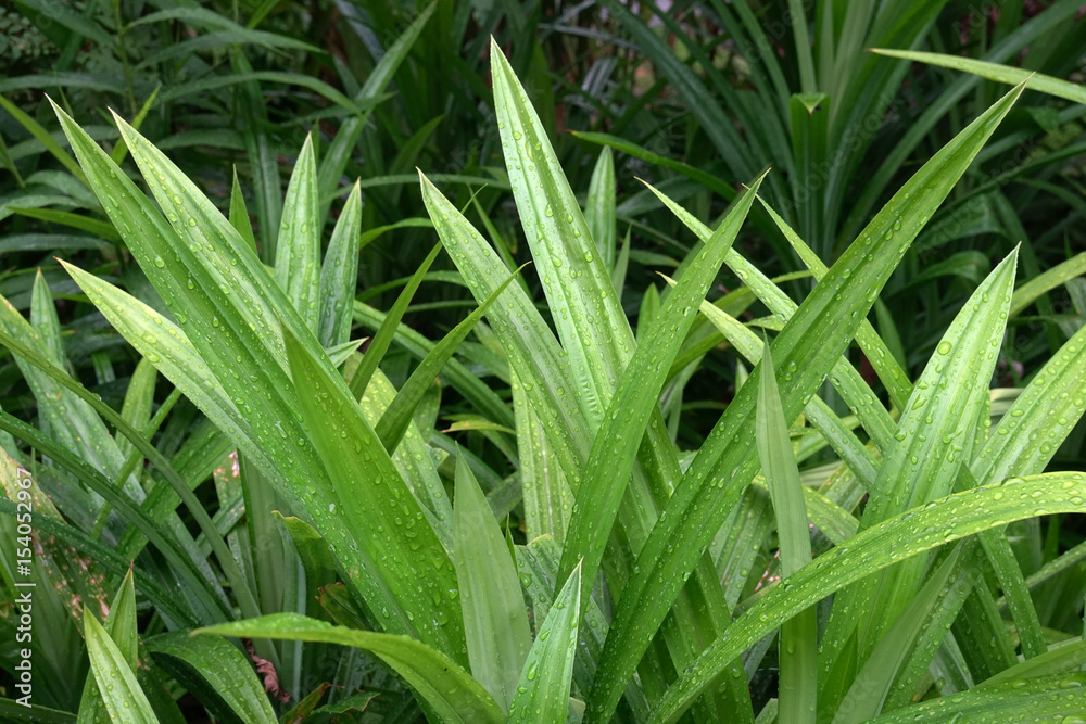Pandan Leaf. Pandan Leaf.