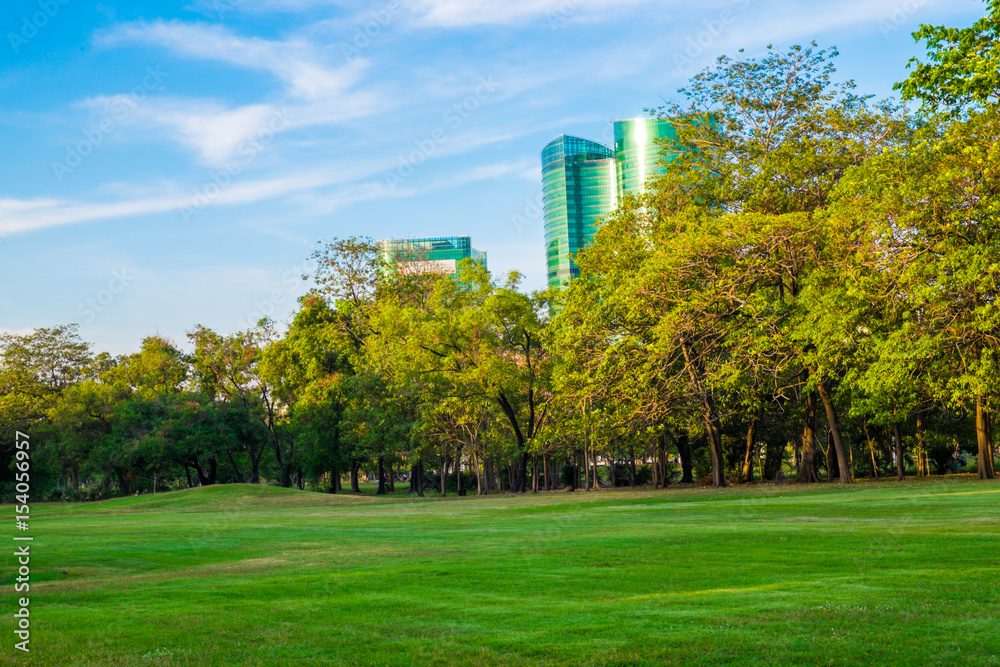 Green grass field in public park with tree