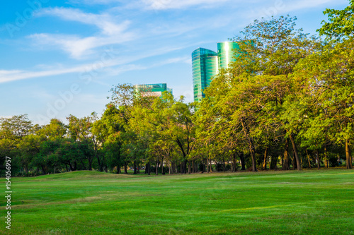Green grass field in public park with tree © themorningglory