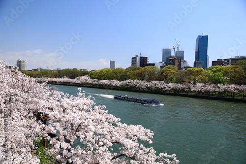 大川沿いの桜並木