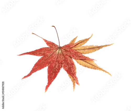 Japanese maple leaves isolated