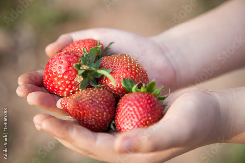 Big strawberry in children hands 2