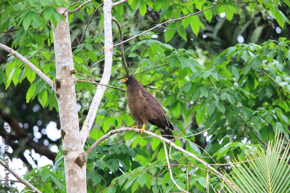 custom made wallpaper toronto digitalSimeulue serpent eagle (Spilornis cheela abbotti) in Simeulue Island, western Sumatra, Indonesia