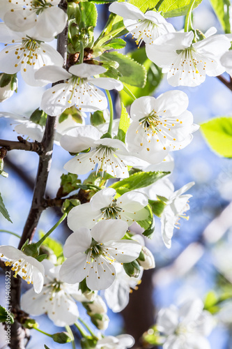 Cherry blossom