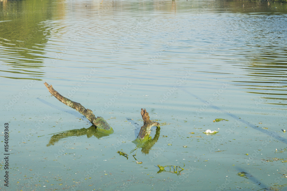 Fototapeta premium royal tank pond