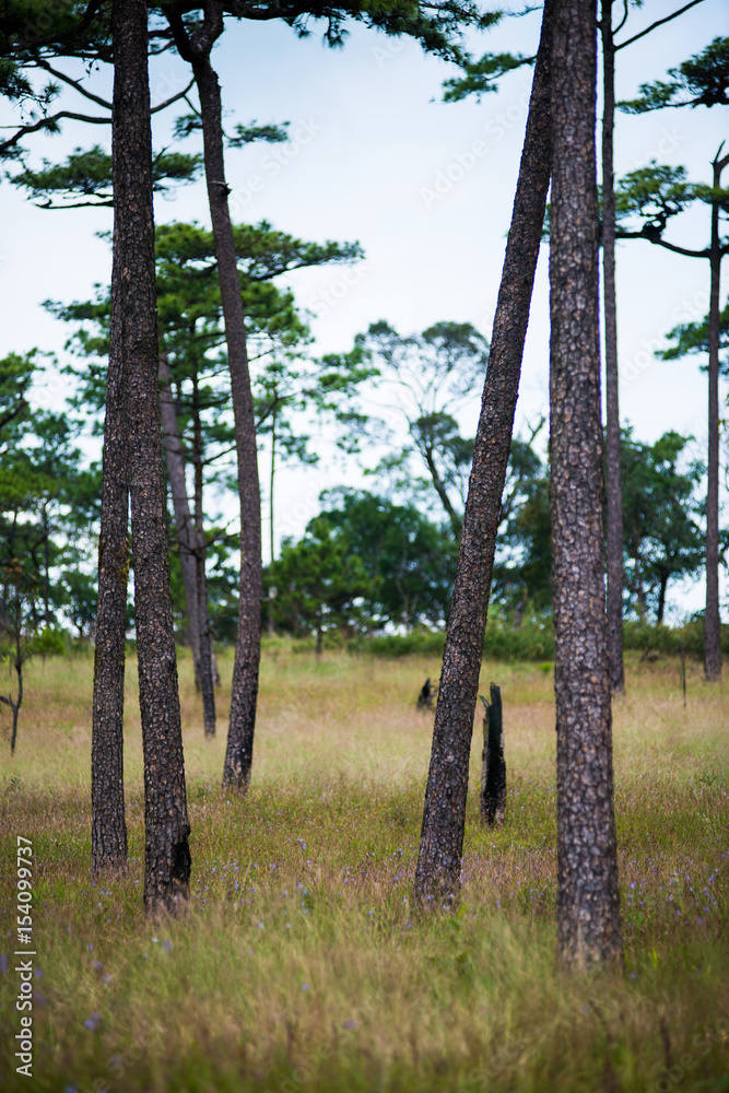 Phu soi dao Phu soi dao