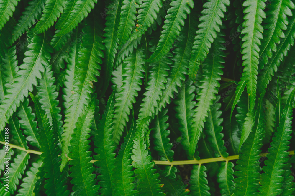 Fototapeta premium raw bracken greenery forest pattern background