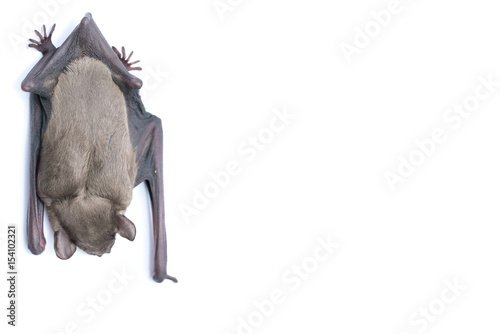 top view of bat on white background, close up studio shot with copy space.