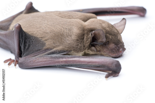 small bat in front of white background, close up studio shot with copy space. photo