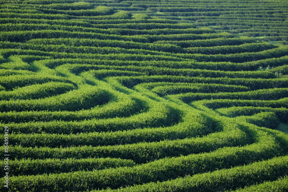 Tea plantation