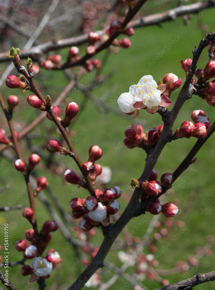 Flowering of apricot Flowering of apricot