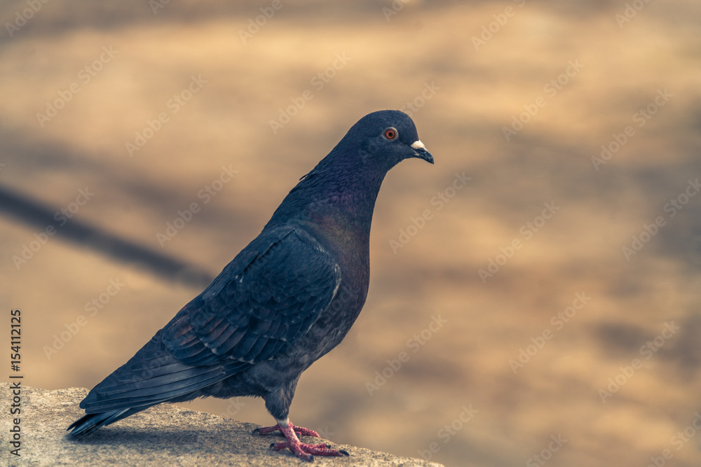 Close-Up Of Pigeon standing on stone. Close-Up Of Pigeon standing on stone.