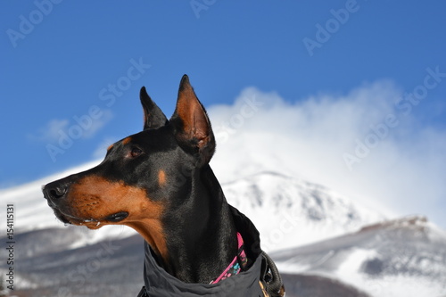 Doberman & Snow Mt.fuji